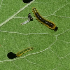 Cladius compressicornis