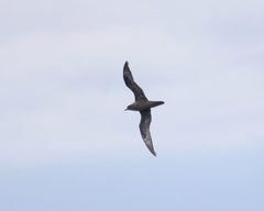 Pterodroma arminjoniana