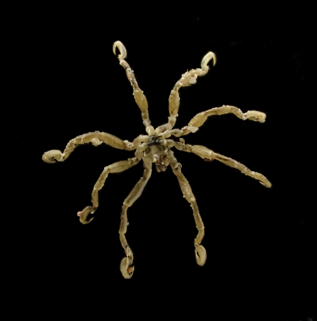 Anoplodactylus viridintestinalis