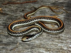 Thamnophis sirtalis annectens