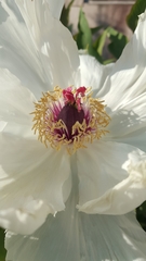 Paeonia lactiflora