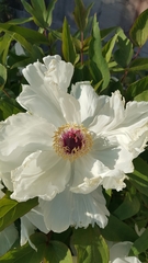 Paeonia lactiflora