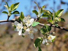 Callophrys chalybeitincta