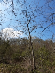Robinia pseudoacacia