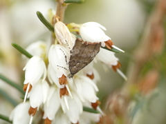Choreutis pariana