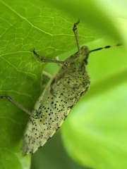 Rhaphigaster nebulosa