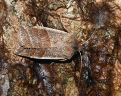Eupsilia devia
