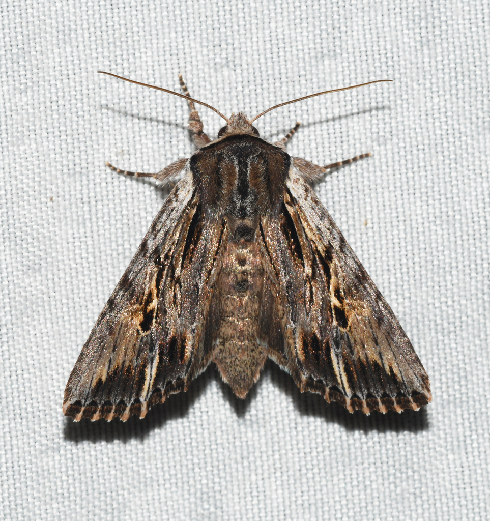 Bicolored Woodgrain Moth from Thorold, ON, Canada on April 18, 2021 at
