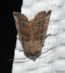Eupsilia devia