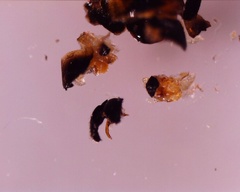 Trapezonotus desertus