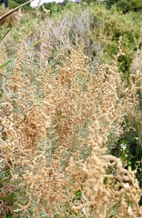 Atriplex paludosa