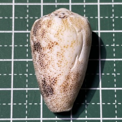 Conus arenatus