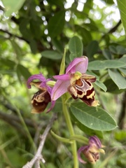 Ophrys calypsus