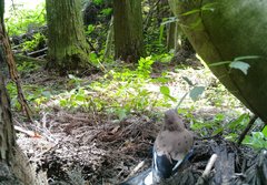 Garrulus glandarius japonicus