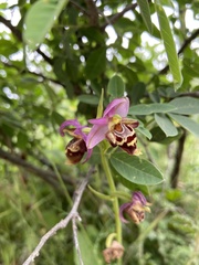 Ophrys calypsus