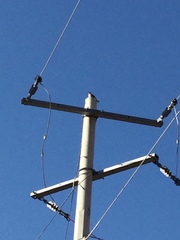 Campylorhynchus brunneicapillus