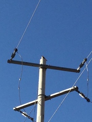 Campylorhynchus brunneicapillus