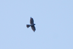 Accipiter gularis