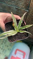 Chlorophytum comosum