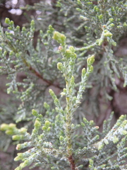 Juniperus foetidissima