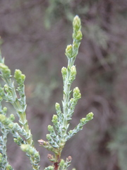 Juniperus foetidissima