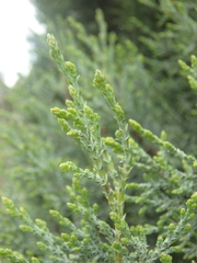 Juniperus foetidissima
