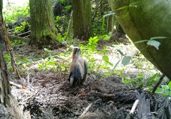 Garrulus glandarius japonicus