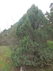Juniperus foetidissima
