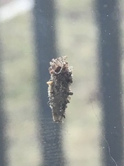 Dahlica triquetrella