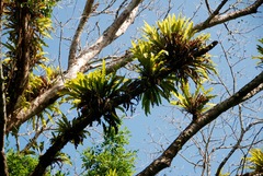 Niphidium crassifolium