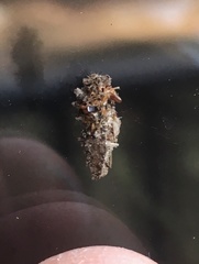 Dahlica triquetrella