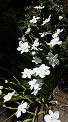 Dietes robinsoniana