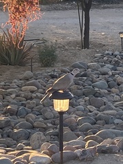 Streptopelia decaocto