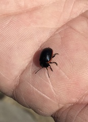 Chrysolina gypsophilae