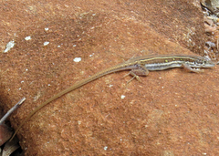 Pedioplanis lineoocellata