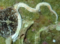 Spirobranchus lamarcki