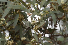 Eucalyptus decipiens