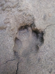 Tapirus terrestris