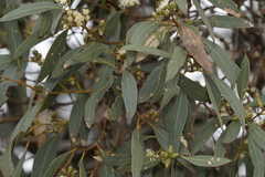 Eucalyptus decipiens