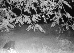 Ursus thibetanus japonicus