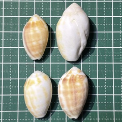 Pterygia dactylus
