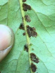 Aceria titirangiensis