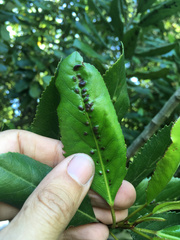 Aceria titirangiensis