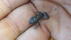 Leptodactylus latinasus