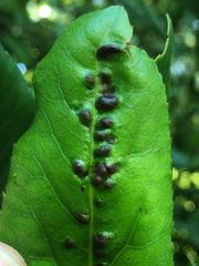Aceria titirangiensis
