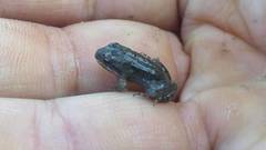 Leptodactylus latinasus