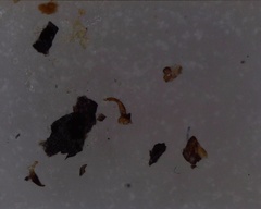 Trapezonotus desertus