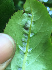 Aceria titirangiensis