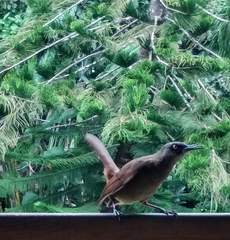 Cinclocerthia ruficauda