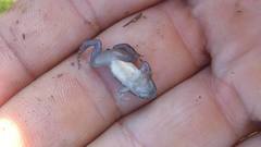 Leptodactylus latinasus